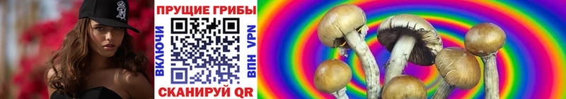 даркнет как зайти MEGA Шенкурск Псилоцибиновые грибы Cubensis